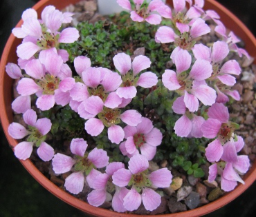 Saxifraga 'Myriad seedling'